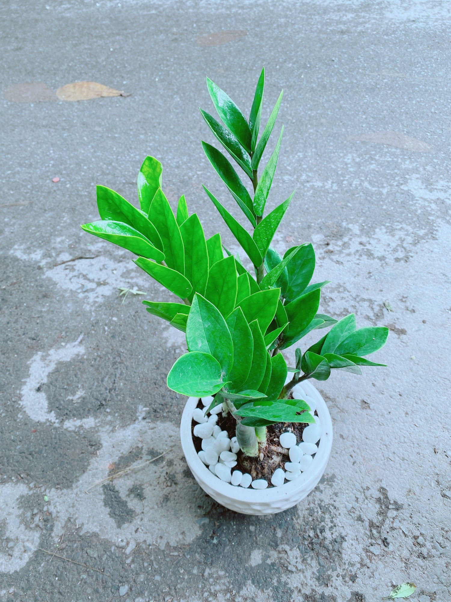 [HCM]Chậu Kim Tiền