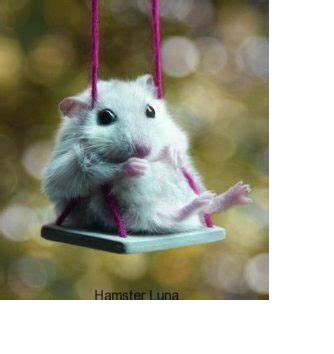 Xích đu gỗ cho hamster , sóc , vẹt ...