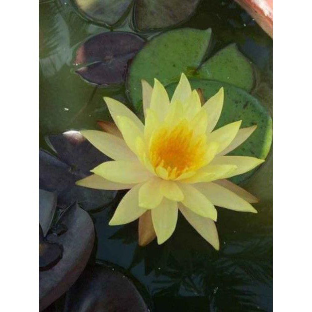 [Xả - Cắt Lỗ ] Hoa Súng Thái Kép