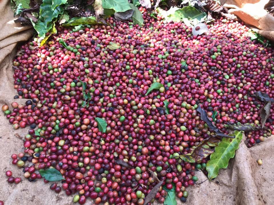 Bộ 2 gói cà phê bột Kuffie Robusta 100% Pure Coffee Robusta x 500g