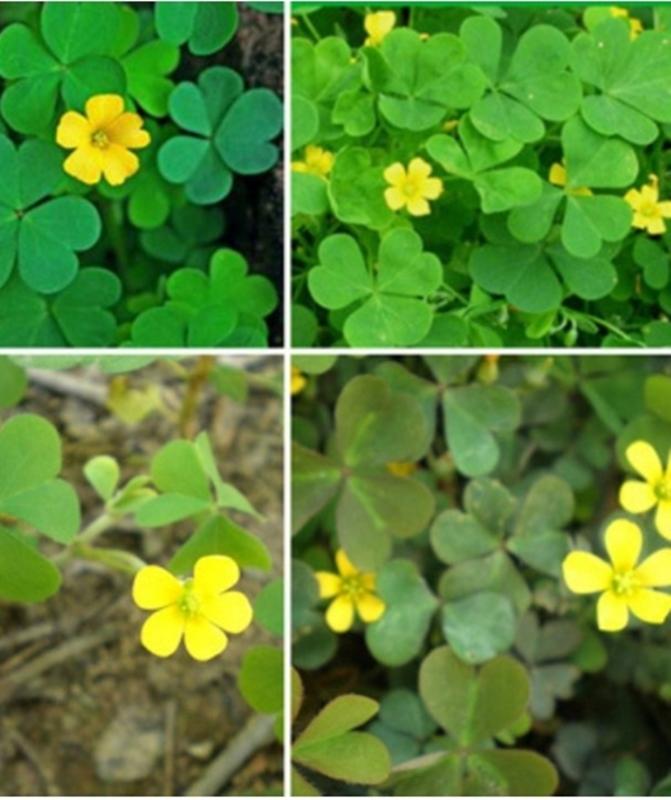 10 Hạt giống Cỏ ba lá