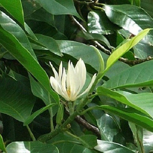 Cây ngọc lan ta đang ra hoa - 5656