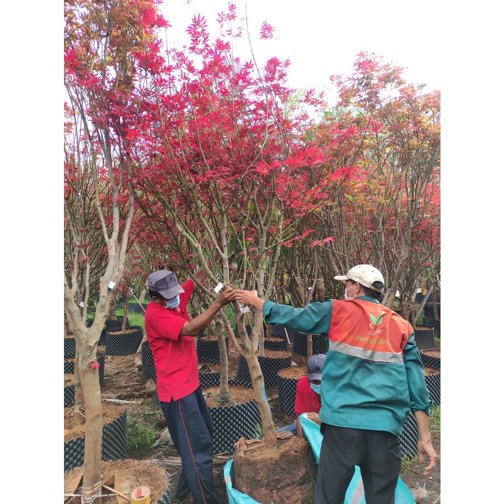 Siêu kích rễ cây root90