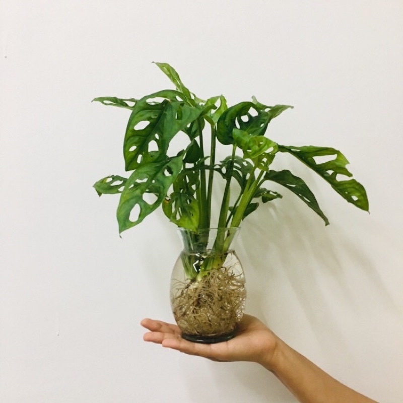 Trầu bà lá lỗ