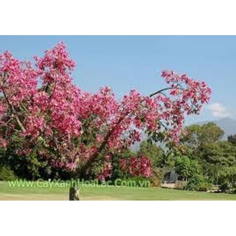 [Chuẩn Giống F1] CÂY GIỐNG HOA MỸNHÂN ( Cây Gạo Hồng)