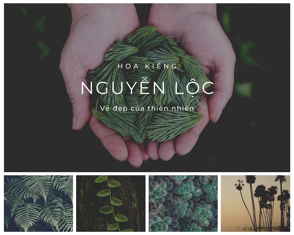 Cây giống dừa lùn ML