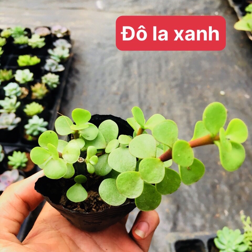 Sen đá đôla xanh