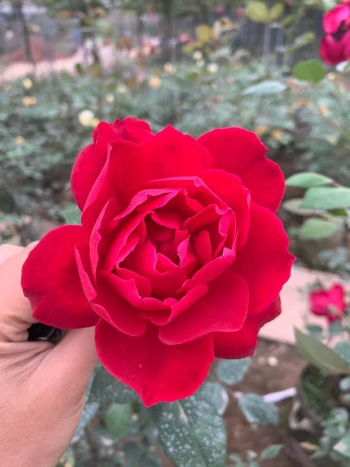Cây hoa hồng nhung