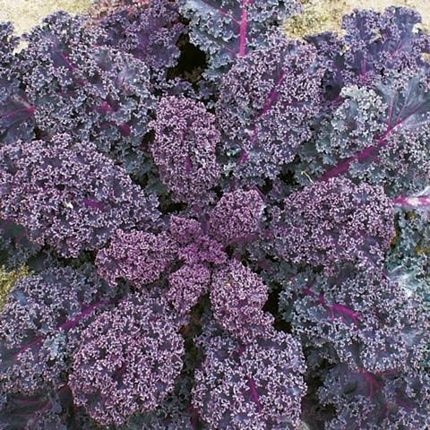 Hạt giống rau cải xoăn tím ( rau cải kale tím 0.5gram/gói )