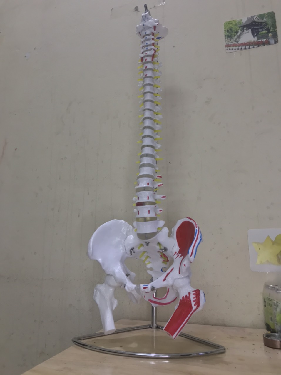 Mô Hình Xương Cột Sống 85 cm