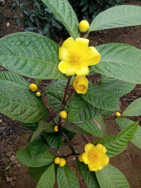 Cây giống Trà hoa vàng. Trà hoa vàng-Cây dược liệu quý mang lại giá trị kinh tế cao