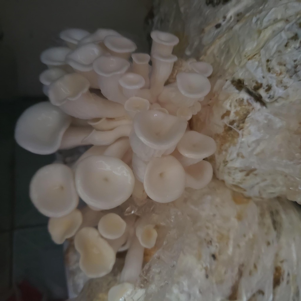 Phôi nấm Sò (1 kiện 14 bịch phôi)