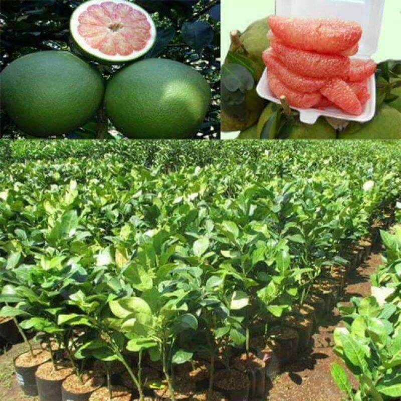 Cây giống bưởi 5 roi ghép siêu sớm