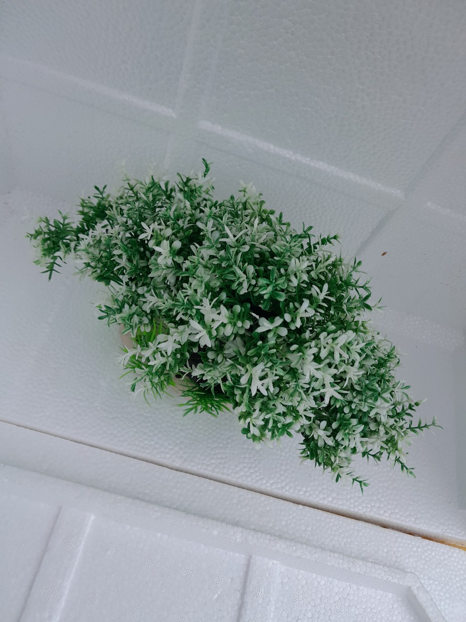 Bonsai bể Cá - Cỏ - Rong Trang Trí Bể Cá