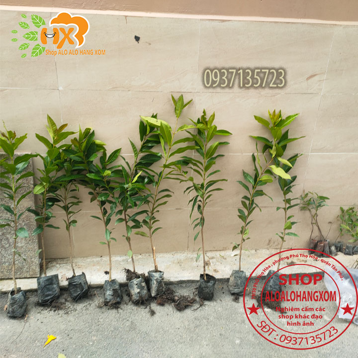 cây vối cây giống -combo 5 cây