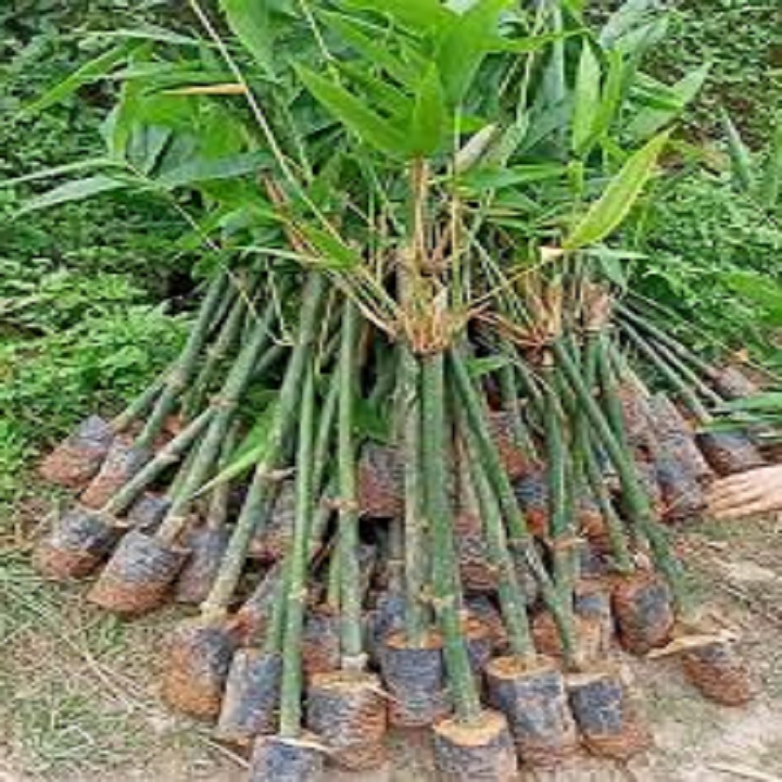 Cây giống măng tre tứ quý