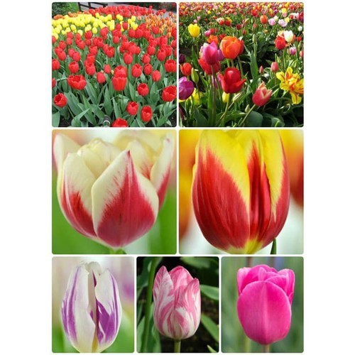 COMBO 5 CỦ GIỐNG HOA TULIP