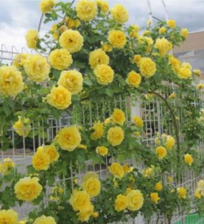 Túi 20 Hạt giống Hoa Hồng leo vàng