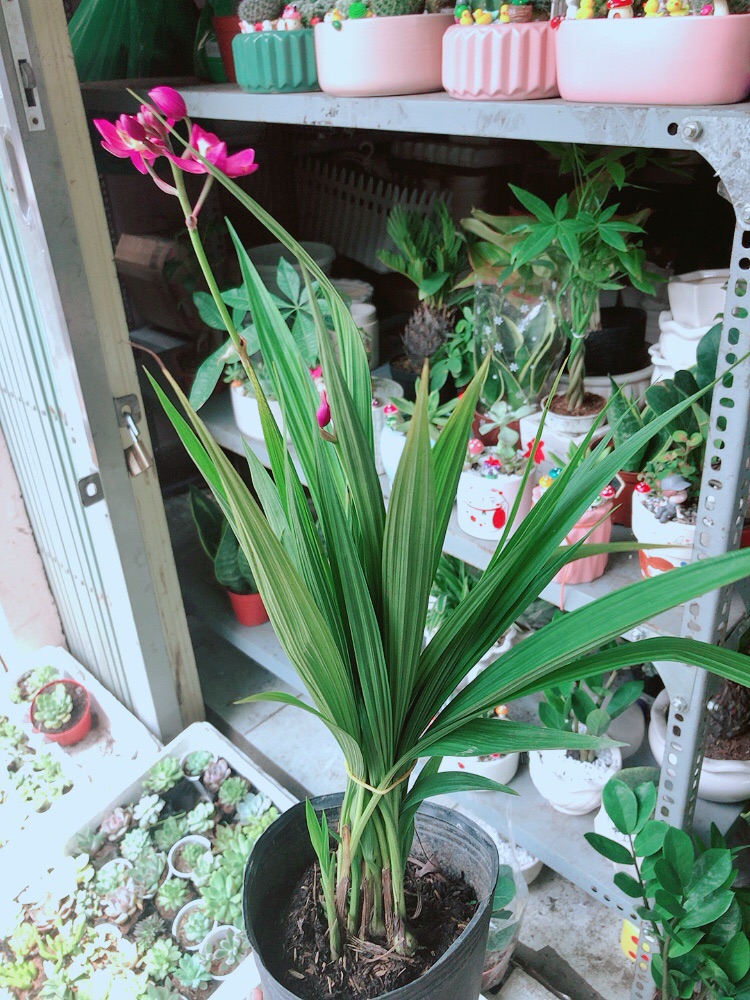 Chậu cây giữ tiền