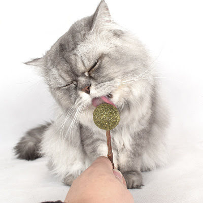 Kẹo mút catnip cho mèo