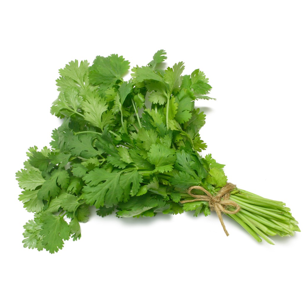 [Gói 20g] Hạt giống Rau Ngò Rí (Rau mùi)