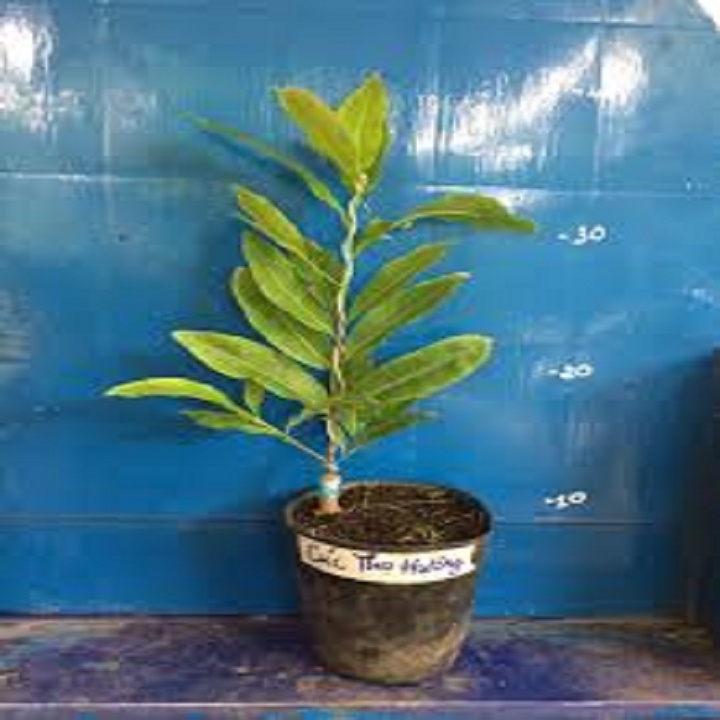 CÂY GIỐNG MAI VÀNG CÚC THỌ HƯƠNG