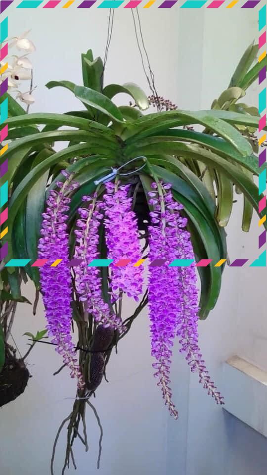 Hoa Lan đuôi chồn (1 cây)