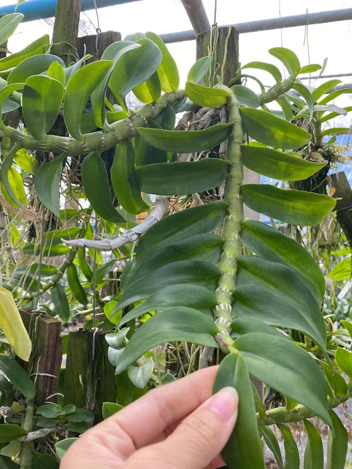 Hoa phong lan trầm tím -hàng thái( bảng gỗ 3-4 thân 1 bảng)