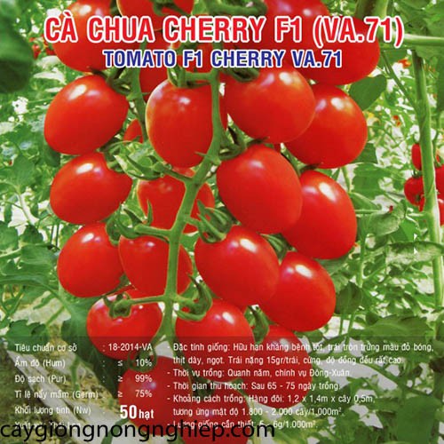 Hạt giống cà chua bi đỏ - 50 hạt - cà chua cherry đỏ