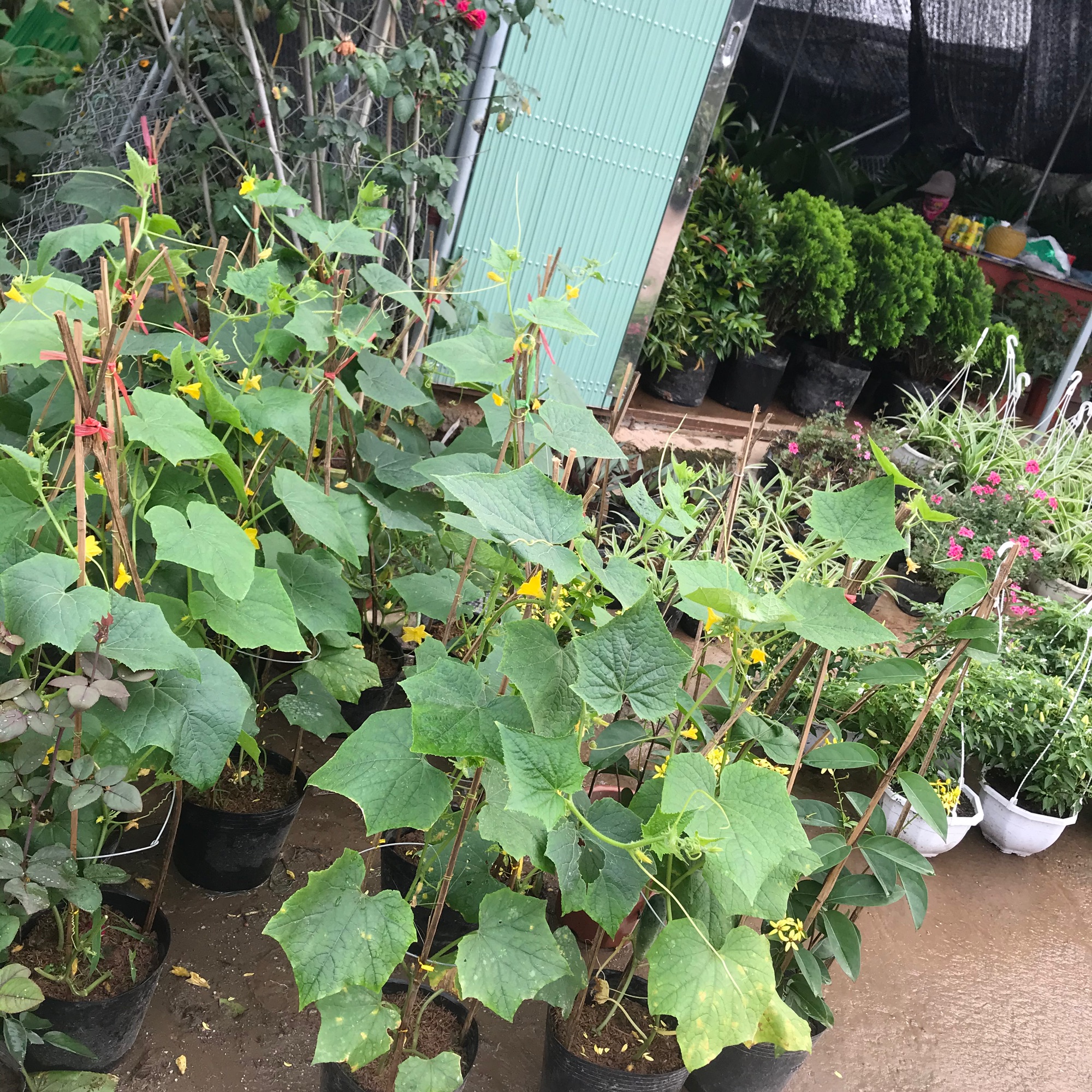 Cây giống dưa chuột nếp