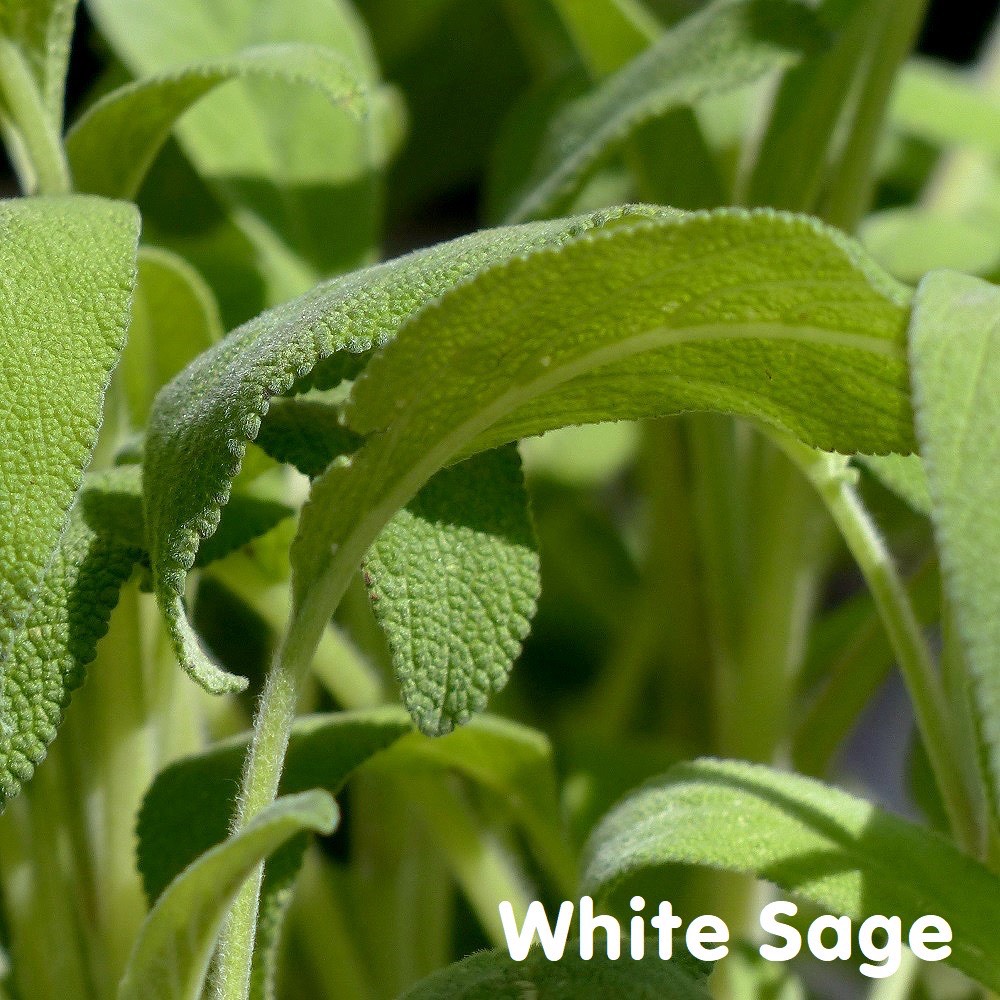 Tinh dầu Xô thơm trắng White Sage Essential Oil