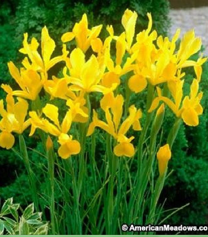 Hạt Giống Diên Vĩ Vàng (Iris Vàng) - Gói 10 hạt