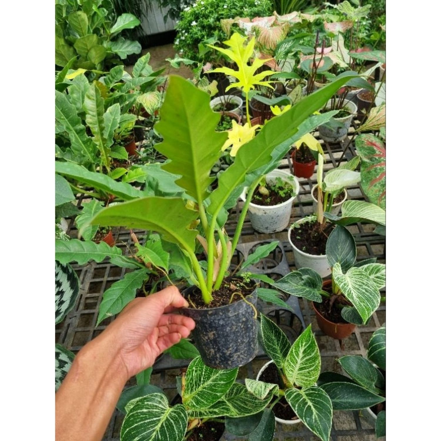 Cây philodendron ring of fire