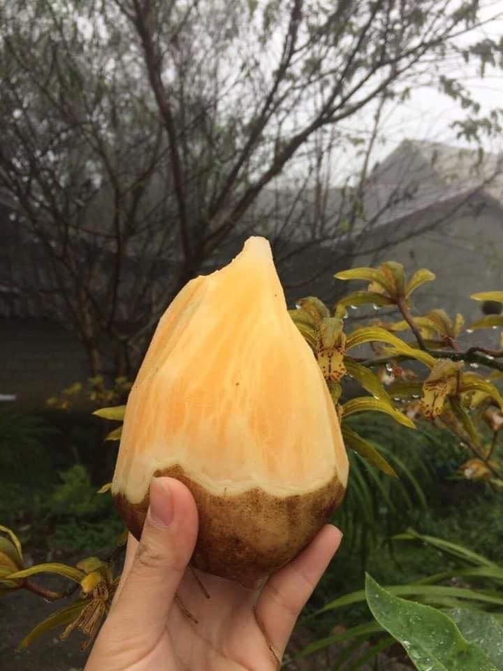 1kg Sâm Đất Y Tý - Khoai Sâm Đặc Sản Lào Cai Ngon Giòn Ngọt