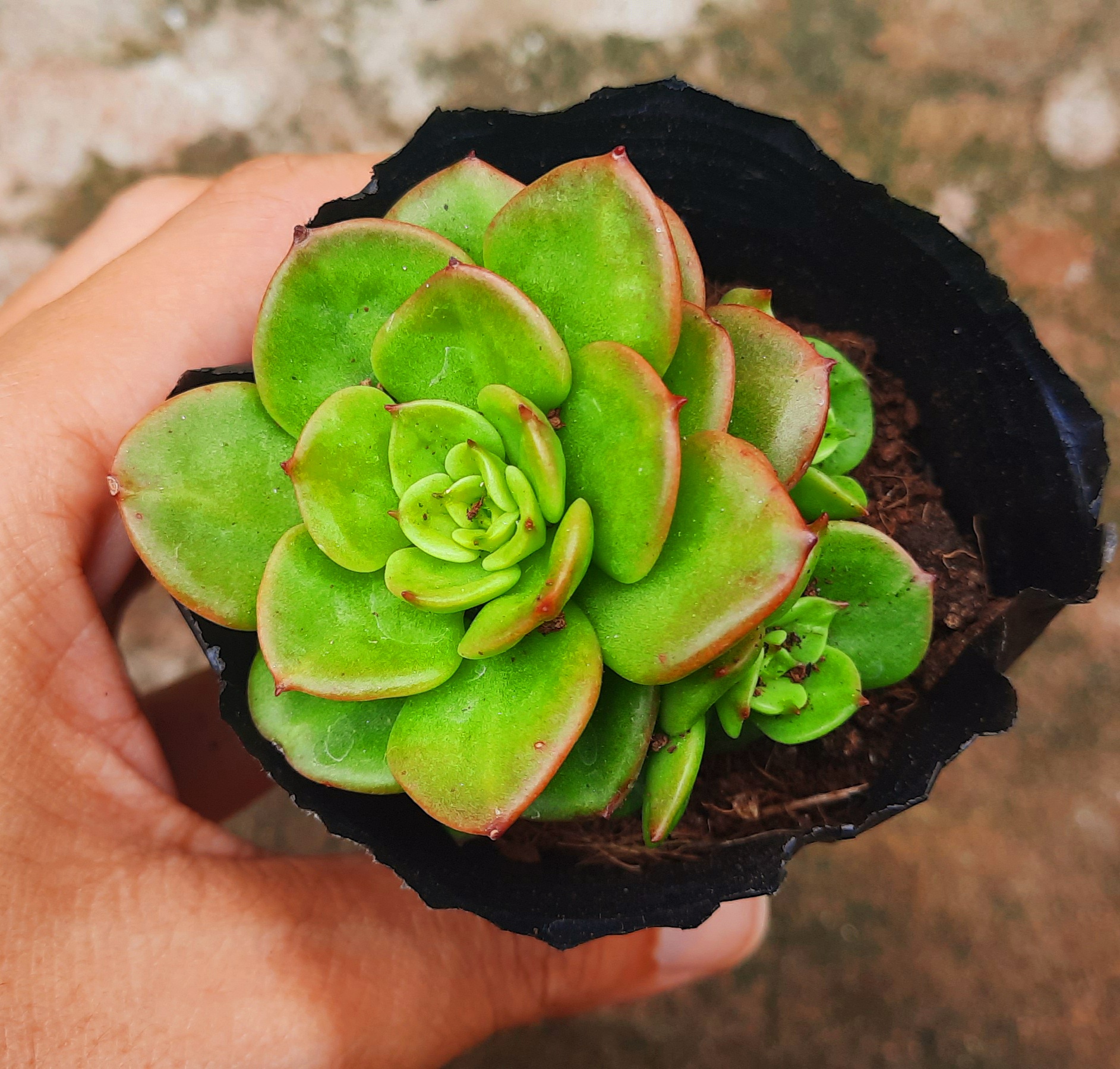 Sen đá NUDA size bầu