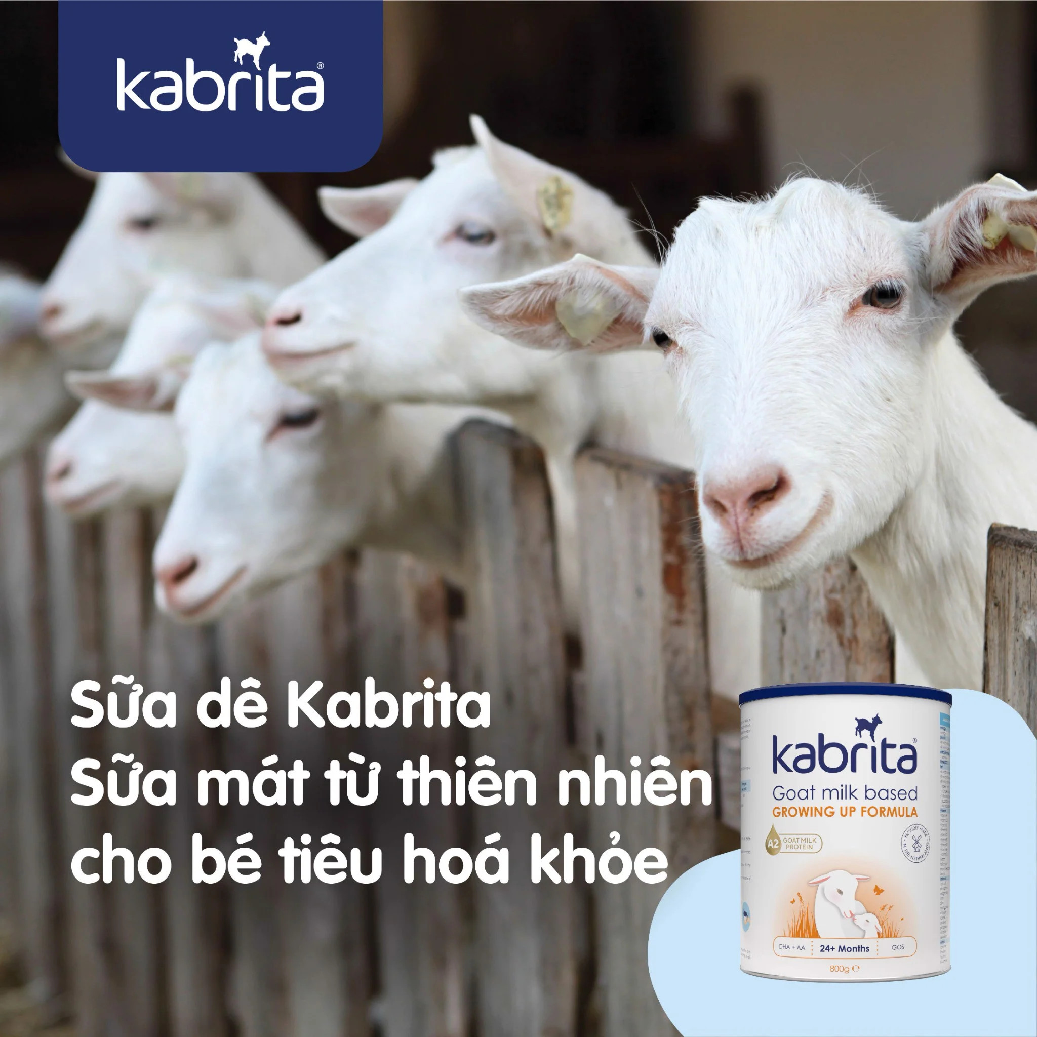 [Date 2.2025]  Sữa dê Kabrita số 3 (trên 24 tháng) - Lon 800g