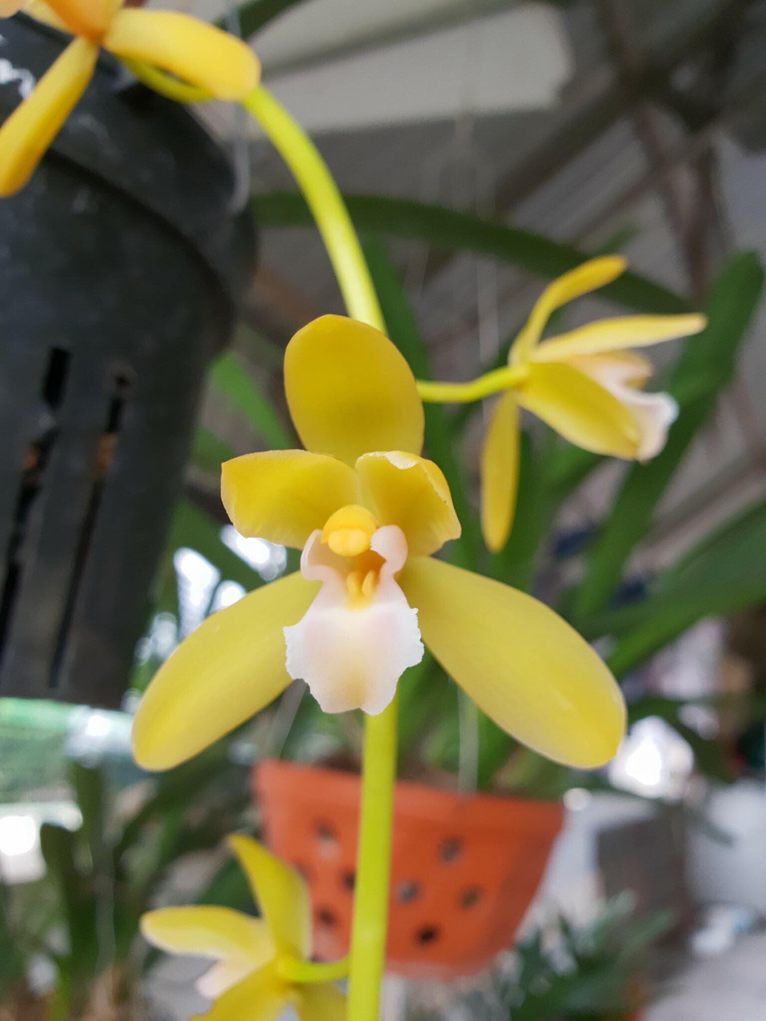 Kiếm Phan trí tự thụ size cây giống