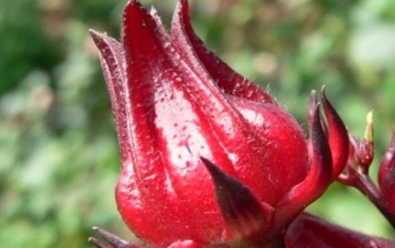 Hạt giống hoa atiso đỏ