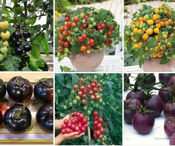 Combo 5 gói cà chua các loại - ( cà chua đen - lùn đỏ vàng - cà chua bi dây đỏ - cà chua socola )