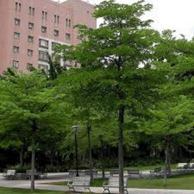 Cây giống bàng Đài Loan