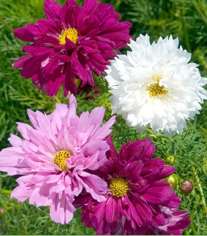 Hạt giống hoa cúc sao nháy hoa cánh kép nhiều màu - 1 gói 100 hạt