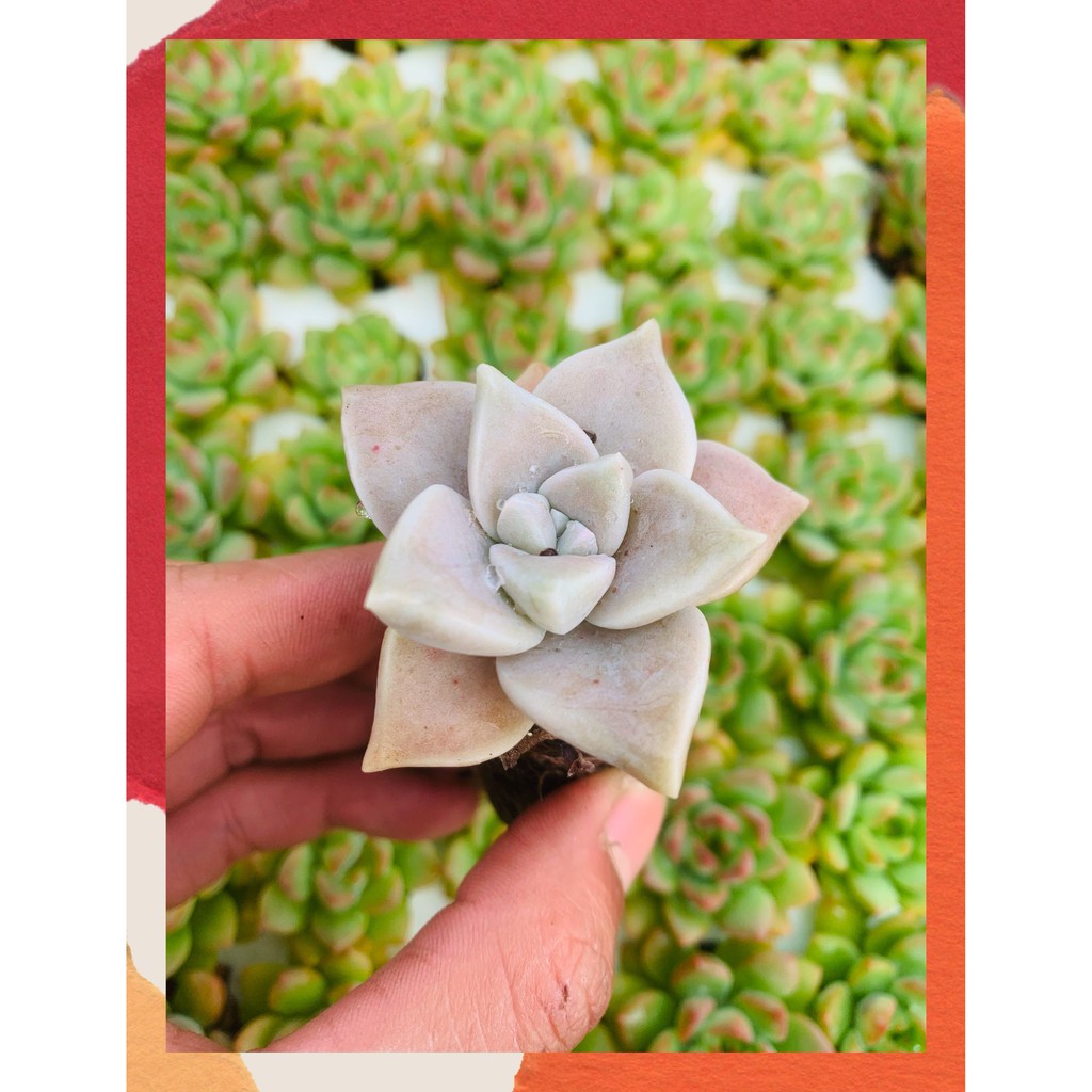 SEN ĐÁ ĐÁ MA SIZE MINI  ĐÀ LẠT  HƯ 1 ĐỔI 1  SIÊU CUTE