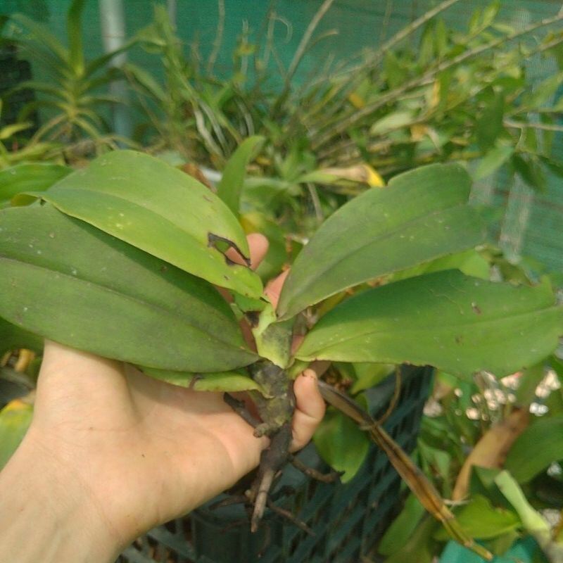 Hoa Lan cẩm báo(1 cây)