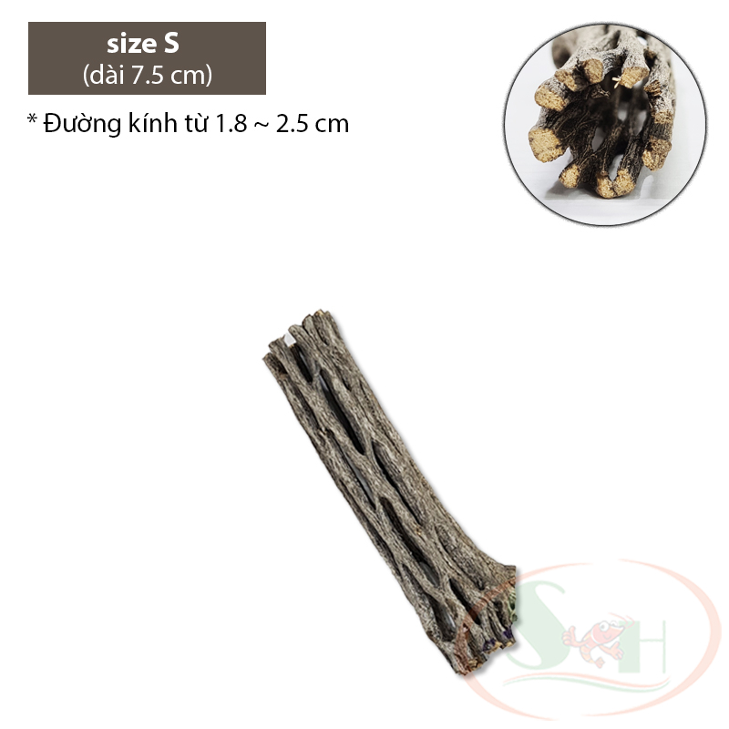 Lũa cholla cactus wood xương rồng staghorn teddy bear đồ chơi trang trí bể cá tép