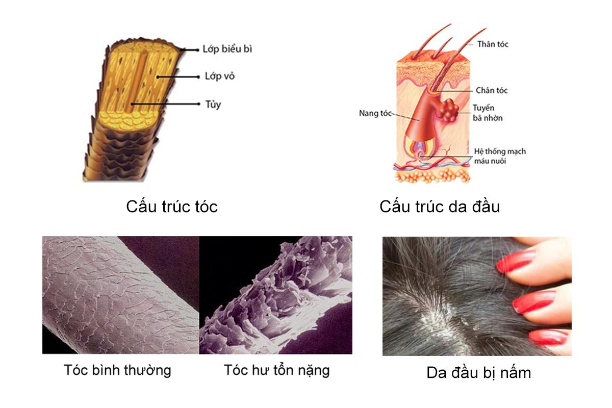 DẦU GỘI ORGANIC AMLA