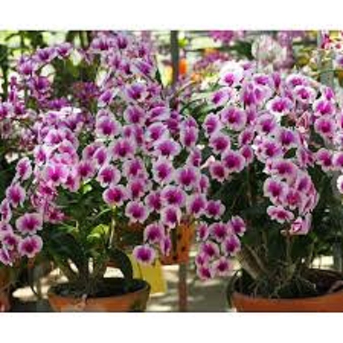 hoa lan denro thái lan yaya mini chậu size TO hoa quanh năm, hàng đánh thẳng từ thái về