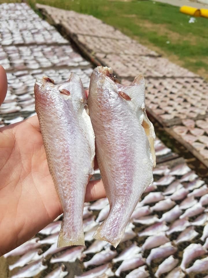 KHÔ CÁ ĐÙ 1KG [khô 2 nắng vừa tới]