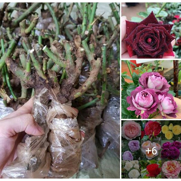 Gốc hoa hồng ngoại siêu nụ