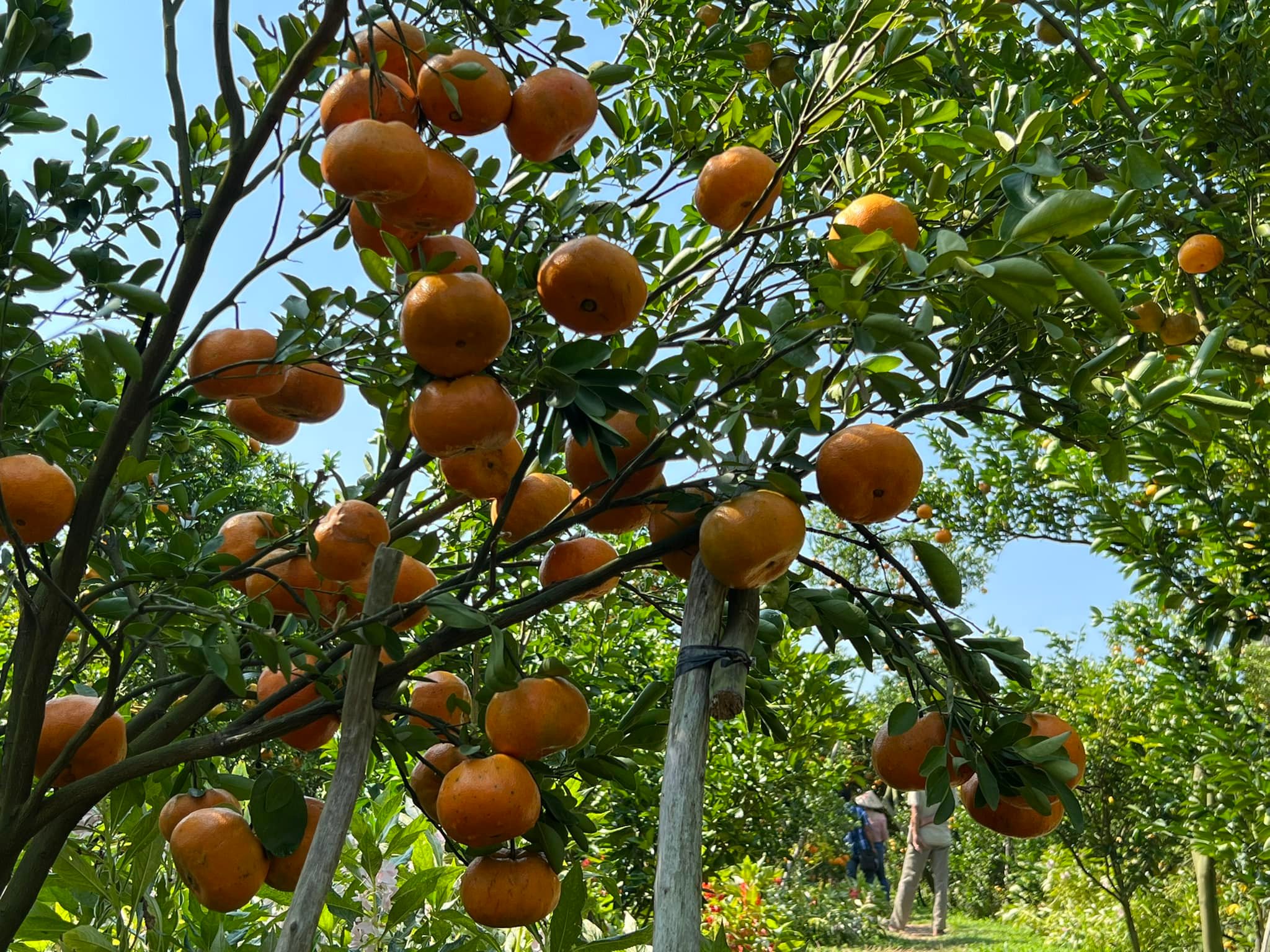 Cây quýt hồng Lai Vung (ghép siêu sớm)