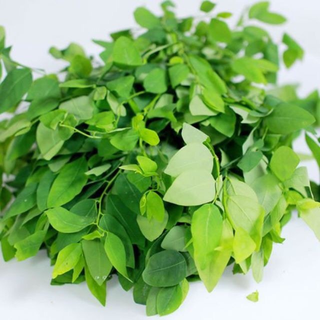 Giống rau bồ ngót rd (1g)